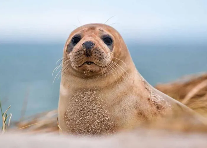 Le Hublot évasion Face à La *